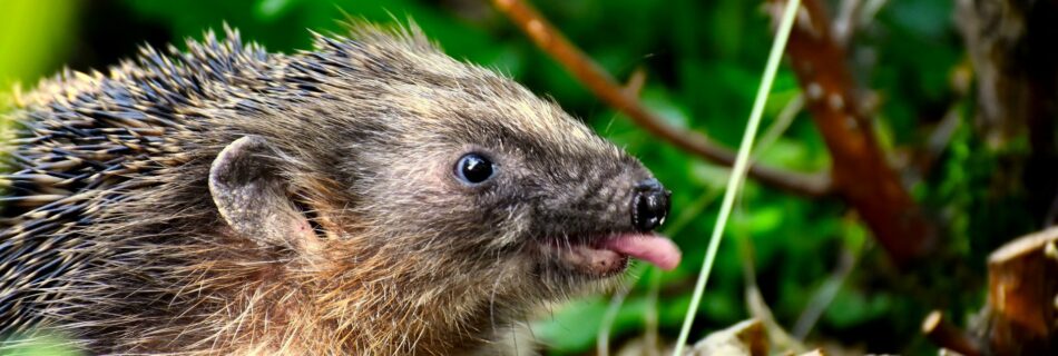 myty-a-fakta-o-jezcich